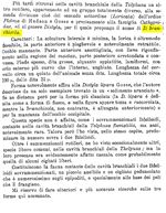 Lecane branchicola - Original description image