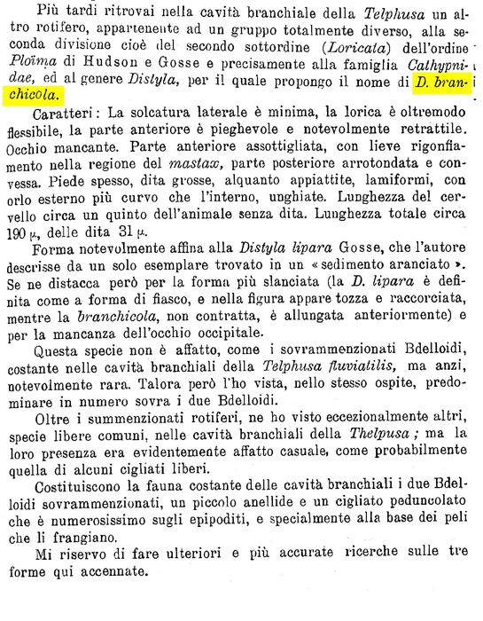 Lecane branchicola - Original description image