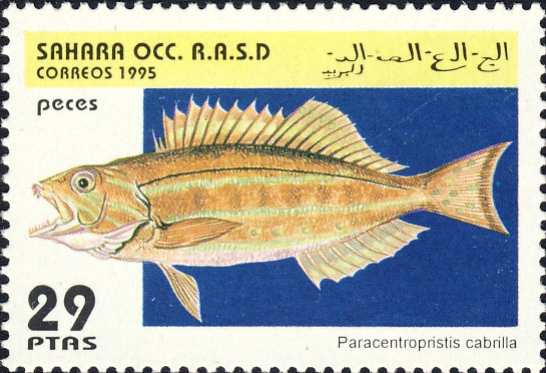 Paracentropristis cabrilla Paracentropristis cabrilla