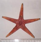 Psilaster andromeda (J. Mler & Troschel, 1842)