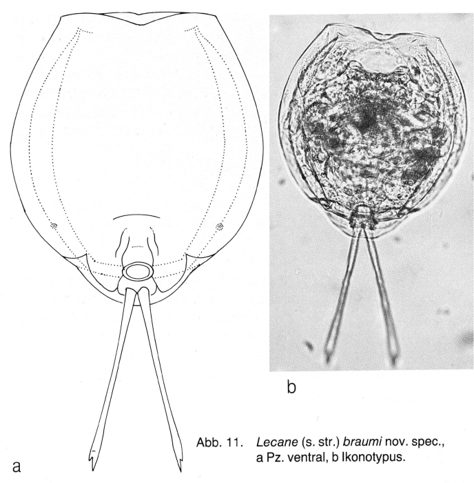 Lecane braumi - Original description image