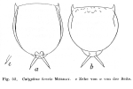 Lecane brevis
