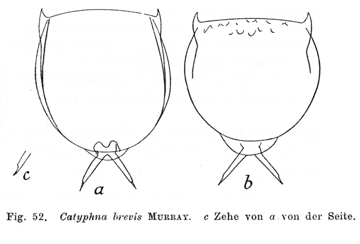 Lecane brevis Lecane brevis