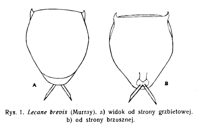 Lecane brevis Lecane brevis