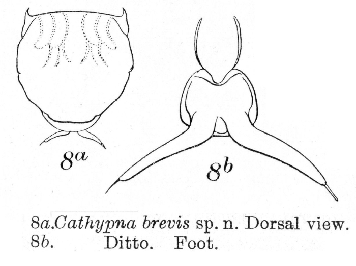 Lecane brevis - Original description image