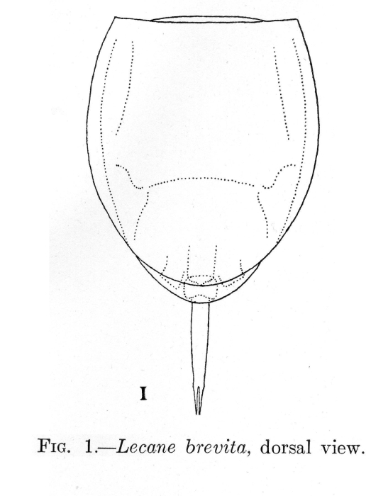 Lecane brevita - Original description image