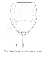 Lecane brevita