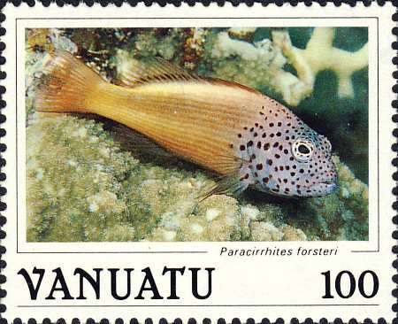 Paracirrhites forsteri Paracirrhites forsteri