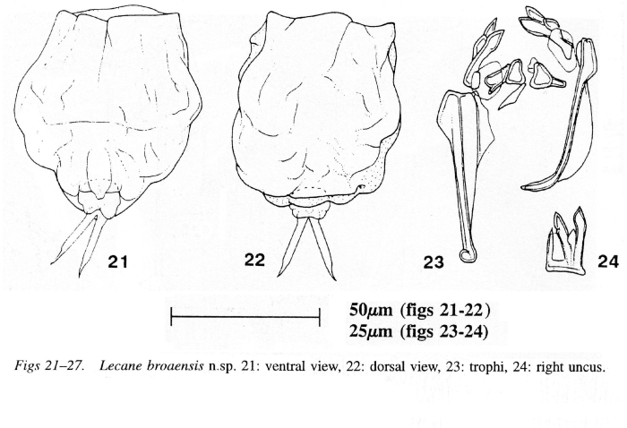 Lecane broaensis Lecane broaensis