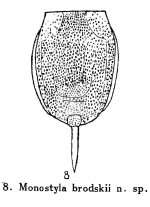 Lecane brodskii - Original description image