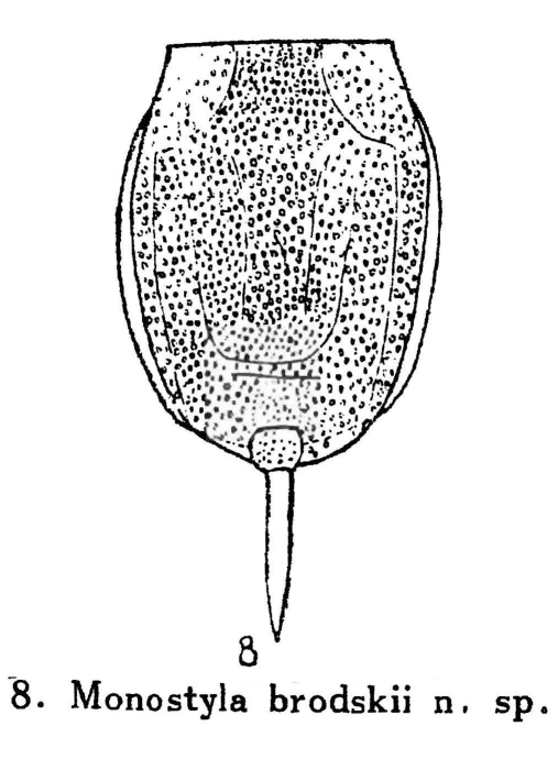 Lecane brodskii - Original description image