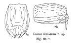 Lecane brundinii