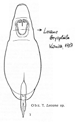 Lecane bryophila