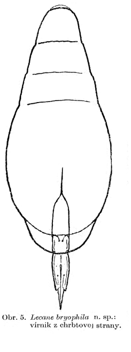 Lecane bryophila - Original description image