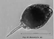 Lecane bulla