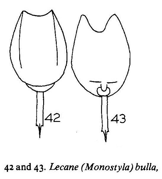 Lecane bulla Lecane bulla
