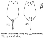 Lecane bulla
