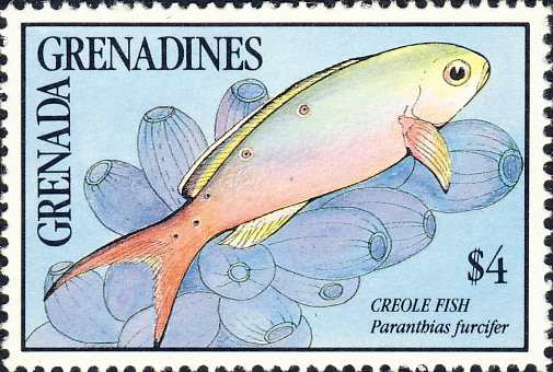 Paranthias furcifer Paranthias furcifer