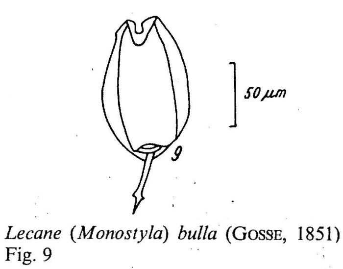 Lecane bulla Lecane bulla
