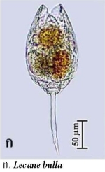 Lecane bulla