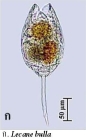 Lecane bulla