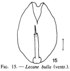 Lecane bulla