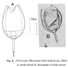 Lecane bulla