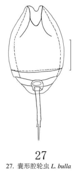 Lecane bulla