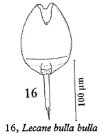 Lecane bulla