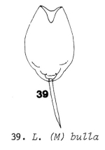Lecane bulla
