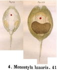 Lecane bulla