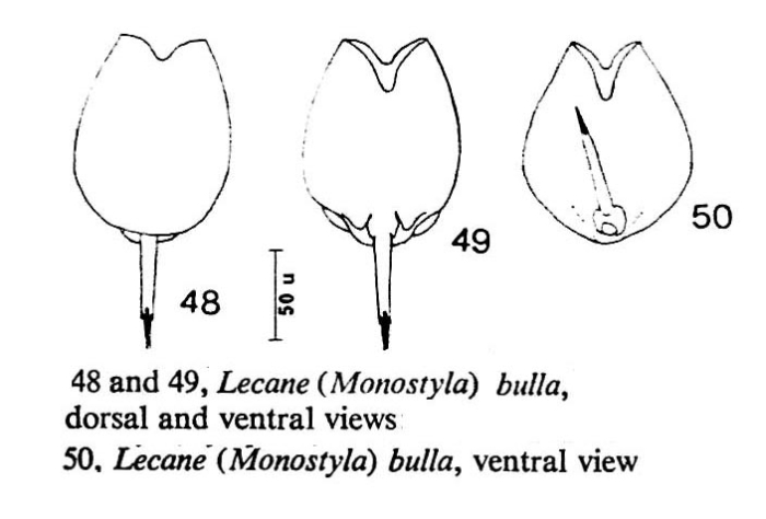 Lecane bulla Lecane bulla
