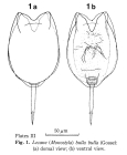 Lecane bulla