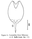 Lecane bulla