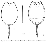 Lecane bulla