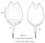 Lecane bulla