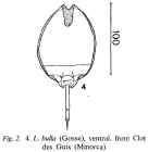 Lecane bulla