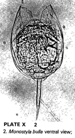 Lecane bulla