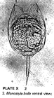 Lecane bulla