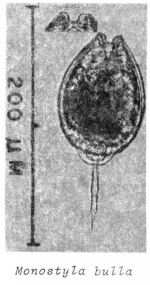 Lecane bulla