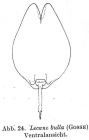 Lecane bulla
