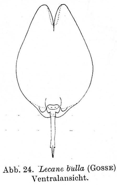 Lecane bulla