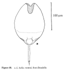 Lecane bulla