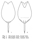 Lecane bulla