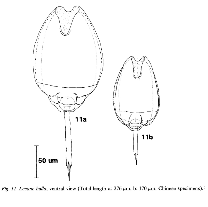 Lecane bulla