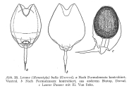Lecane bulla