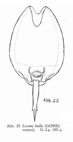Lecane bulla