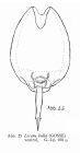Lecane bulla