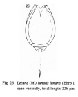 Lecane bulla