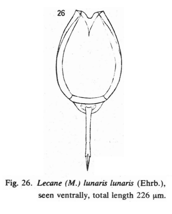 Lecane bulla Lecane bulla